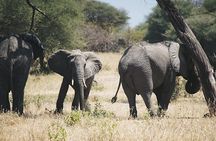 3 days Safari to Serengeti and Ngorongoro crater