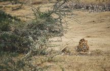 3 days Safari to Serengeti and Ngorongoro crater