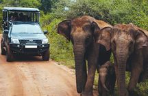 Leopard Safari Tour in Yala National Park