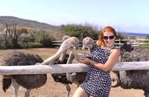 Aruba Ostrich Farm Tour with Lunch
