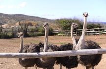 Aruba Ostrich Farm Tour with Lunch