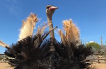 Aruba Ostrich Farm Tour with Lunch
