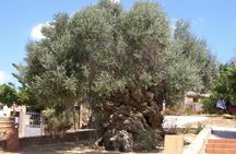 Wine, Beer, Olive Oil Tasting Private Tour (price per group of 6)