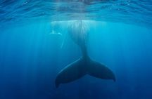 Whale Watching In Hermanus Plus Wine Tasting Tour From Cape Town
