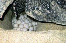 Night Turtle Nesting Tour from Tamarindo