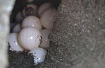 Night Turtle Nesting Tour from Tamarindo