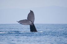 Whale Watching In Hermanus Plus Wine Tasting Tour From Cape Town
