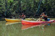 Tamarindo Kayak Estuary Mangrove Tour