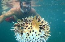 Tamarindo Kayaking Tour with Snorkeling at Captain Island