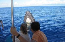 Maui's Best Whale Watch and Super Raft Adventure