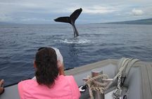 Maui's Best Whale Watch and Super Raft Adventure