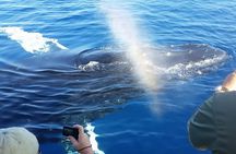 Maui's Best Whale Watch and Super Raft Adventure