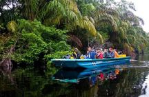 The Authentic Tortuguero National Park One Day Tour