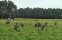 Private Tour: Great Ocean Road from Melbourne