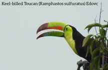 Monteverde Birdwatching Guided Tour 