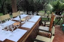 Wine tasting in Lucca "at home" with expert sommelier - 5 wines 
