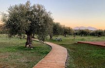 WIne & Olive Oil Tasting in an Organic Farm in Laconia, Greece!