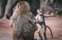 Tarangire National Park: Guided Day Tour from Arusha