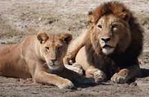 Tarangire National Park: Guided Day Tour from Arusha