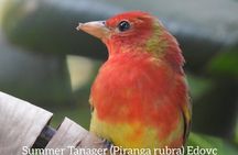 Monteverde Birdwatching Guided Tour 