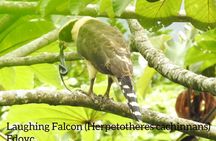 Monteverde Birdwatching Guided Tour 