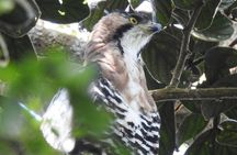 Monteverde Birdwatching Guided Tour 