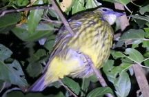 Shared Monteverde Night Tour 