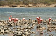 Flamingo & Mangrove Trip with Local Guide