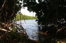 Flamingo & Mangrove Trip with Local Guide