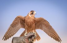 Arabian Desert Safari, BBQ Dinner, Camel Ride, Sand Boarding ATV & Live Show's