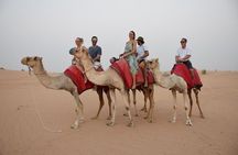 Dubai Sunrise Safari in red dune with Camel Trek with Breakfast