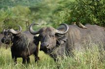 3 - Days Tanzania Wildlife Safari