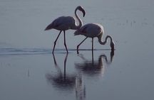 3 - Days Tanzania Wildlife Safari
