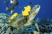 Waikiki Turtle Snorkel & Sail combo on Hawea Catamaran