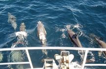 Newcastle Whale Watching Cruise
