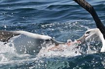 Dunedin Wildlife Cruise-Albatross, seals and harbour
