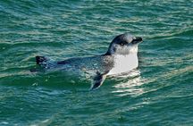 Dunedin Wildlife Cruise-Albatross, seals and harbour