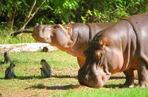 Wild Waters - Haller Park Day Excursion (minimum 2 Pax)