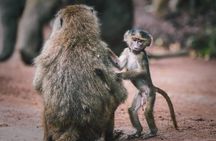 3 - Days Tanzania Wildlife Safari