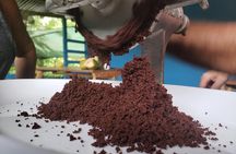 Rainforest Combo – Wildlife, Chocolate & Waterfall Wonders