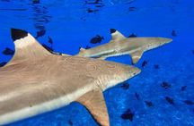 Moorea Private Boat Tour / Sea Scooter Snorkeling Tour