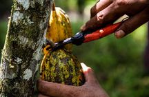 Rainforest Combo – Wildlife, Chocolate & Waterfall Wonders