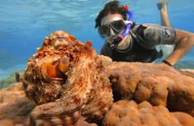 Private VIP Sea Scooter Jet Snorkeling : Turtles, Sharks & Rays