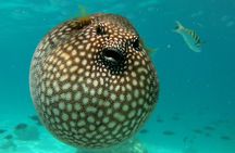 Private VIP Sea Scooter Jet Snorkeling : Turtles, Sharks & Rays