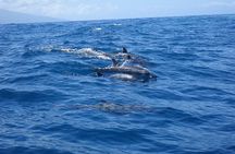 Moorea Private Boat Tour / Sea Scooter Snorkeling Tour
