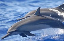  Hamata and qulaan Islands Snorkeling Sea Trip With Transfer, Lunch - Marsa Alam