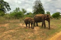 Yala National Park Private Safari trip from Galle/Unawatuna/Mirissa