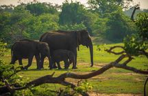 Travel to Ella from Galle with Udawalawe national park safari on the way