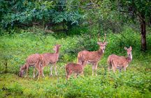 Travel to Ella from Galle with Udawalawe national park safari on the way