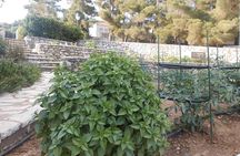 Village cooking class in an Agritourism Unit in Arcadia, Greece!